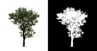 Tree on transparent picture background with clipping path, single tree with clipping path and alpha channel. photo