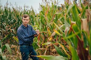 Agronomist holds tablet touch pad computer in the corn field and examining crops before harvesting. Agribusiness concept. agricultural engineer standing in a corn field with a tablet. photo