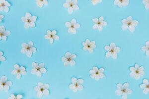 foto de primavera blanco Cereza florecer árbol en azul antecedentes. ver desde arriba, plano poner, Copiar espacio. primavera y verano antecedentes. Cereza florecer en un azul antecedentes