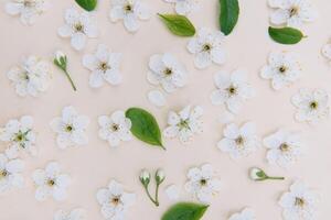 White pastel spring flower on color background . Cherry blossom flower illustration. spring and summer background. Top view. photo