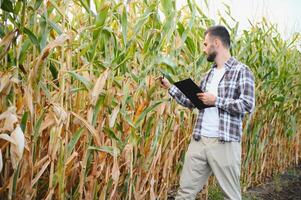 Farmer inspecting the years maize or sweetcorn harvest. photo