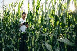 Agronomist holds tablet touch pad computer in the corn field and examining crops before harvesting. Agribusiness concept. agricultural engineer standing in a corn field with a tablet in summer. photo
