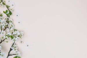 photo of spring white cherry blossom tree on pastel background. View from above, flat lay, copy space. Spring and summer background.