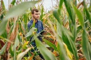Agronomist holds tablet touch pad computer in the corn field and examining crops before harvesting. Agribusiness concept. agricultural engineer standing in a corn field with a tablet. photo