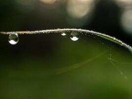 Drop of dew in morning on leaf photo