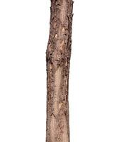 Trunk of a tree Isolated On White Background photo