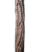 tronco de un árbol aislado sobre fondo blanco foto