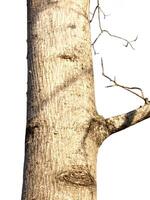 Trunk of a tree Isolated On White Background photo