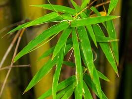 Bamboo leaves, bamboo in Thailand. photo