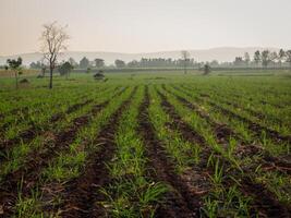 Sugarcane plantations, agricultural plants grow up photo