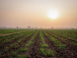 Sugarcane plantations, agricultural plants grow up photo