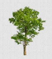 Tree on transparent background with clipping path, single tree with clipping path and alpha channel photo