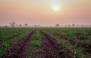 Caña de azúcar arboles y Caña de azúcar plantaciones foto