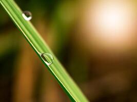 Dew drops on sugarcane leaves photo