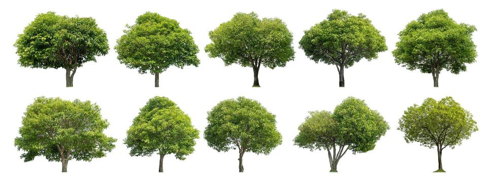 Collection tree cut out from original background and replace with white background for easy to selection. photo