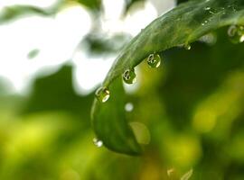 Drop of dew in morning on leaf photo