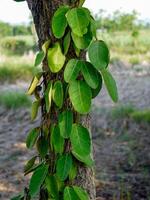 Green ivy leaves climbing on tree in dark woods, tree in spring in Thailand. photo