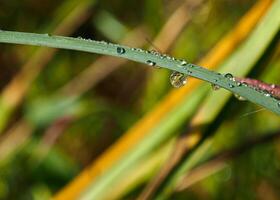 Drop of dew in morning on leaf photo