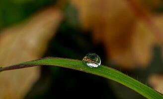 Dew drop on a blade of grass photo