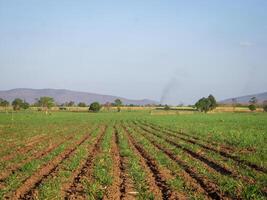 Sugarcane plantations, agricultural plants grow up photo