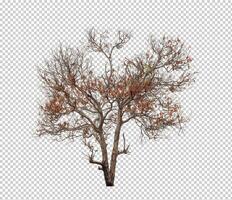 Tree on transparent picture background with clipping path, single tree with clipping path and alpha channel photo