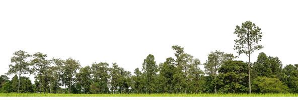 árboles verdes aislados en fondo blanco.son bosques y follaje en verano tanto para impresión como para páginas web con ruta cortada y canal alfa foto