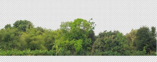 Green trees isolated on transparent background forest and summer foliage for both print and web with cut path and alpha channel photo