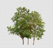 Tree on transparent background with clipping path, single tree with clipping path and alpha channel photo