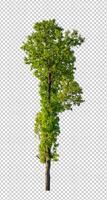 Tree on transparent picture background with clipping path, single tree with clipping path and alpha channel photo