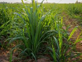 plantaciones de caña de azúcar, la planta agrícola tropical en tailandia foto