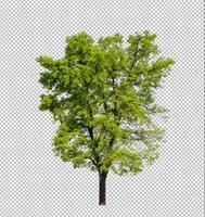 Tree on transparent picture background with clipping path, single tree with clipping path and alpha channel photo