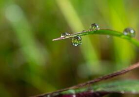 gota de rocío en la mañana en la hoja foto