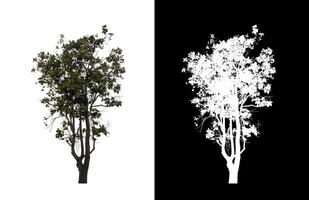 Tree on transparent picture background with clipping path, single tree with clipping path and alpha channel. photo