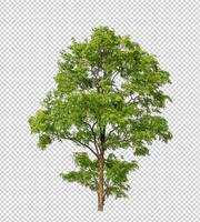 Tree on transparent background with clipping path, single tree with clipping path and alpha channel photo