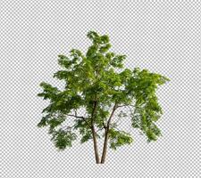 Tree on transparent picture background with clipping path, single tree with clipping path and alpha channel photo