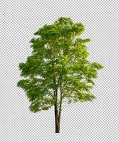 Tree on transparent picture background with clipping path, single tree with clipping path and alpha channel photo