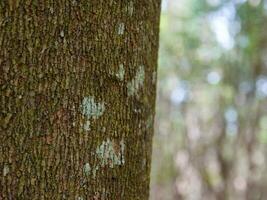 vacío árbol maletero para monitor montajes bosque y follaje en verano. fila de arboles y arbustos foto