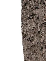 Tree trunk Isolated On White Background photo