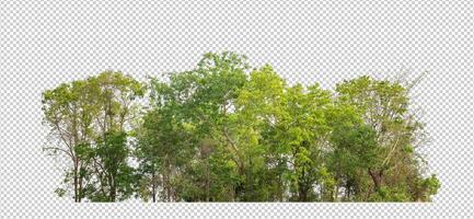 Green trees isolated on transparent background forest and summer foliage for both print and web with cut path and alpha channel photo