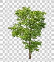 Tree on transparent background with clipping path, single tree with clipping path and alpha channel photo