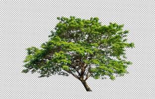 Tree on transparent picture background with clipping path, single tree with clipping path and alpha channel photo