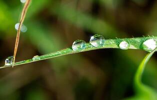 Drop of dew in morning on leaf photo