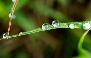 gota de rocío en la mañana en la hoja foto