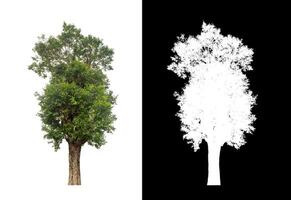 Tree on transparent picture background with clipping path, single tree with clipping path and alpha channel. photo