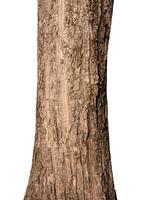 Tree trunk Isolated On White Background photo