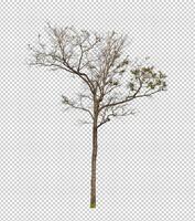 Tree on transparent background with clipping path, single tree with clipping path and alpha channel photo