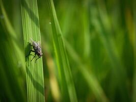 insectos volar, ligero verde césped con luz de sol foto