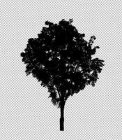 Tree silhouette on transparent background with clipping path and alpha photo