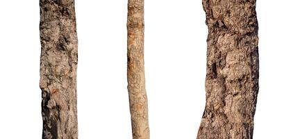isolated tree trunk Collection on White Backdrop photo