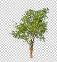 Tree on transparent picture background with clipping path, single tree with clipping path and alpha channel photo